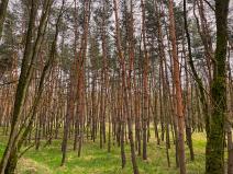 Prodej lesa, Svatobořice-Mistřín, 4355 m2