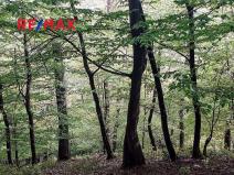 Prodej lesa, Ruda nad Moravou, 37178 m2