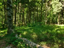 Prodej lesa, Dlouhá Brtnice, 6060 m2