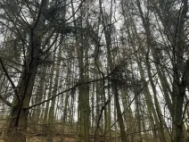 Prodej lesa, Městečko Trnávka, 4106 m2