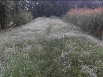 Pronájem rybníku, Čermákovice, 5035 m2