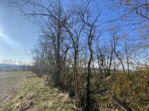 Prodej lesa, Břežany, 146 m2