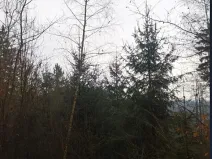 Prodej lesa, Červená Řečice, 4116 m2