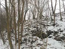 Prodej lesa, Přibyslav, 1214 m2