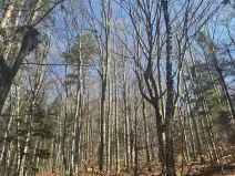 Prodej lesa, Kunčice pod Ondřejníkem, 7144 m2