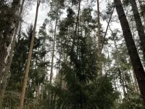Prodej lesa, Hradiště, 1732 m2