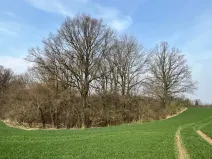 Dražba lesa, Markvartovice, 2019 m2