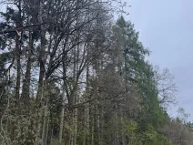 Prodej lesa, Mladý Smolivec, 1235 m2