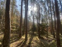 Prodej lesa, Všehrdy, 2222 m2