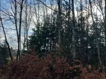 Prodej lesa, Střítež pod Křemešníkem, 608 m2