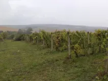 Dražba pole, Morkůvky, 4541 m2