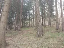 Prodej lesa, Francova Lhota, 5161 m2