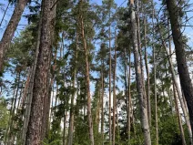 Prodej lesa, Bystřice, 8860 m2