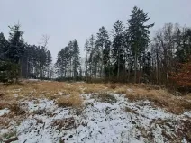 Prodej lesa, Nezbavětice, 10255 m2