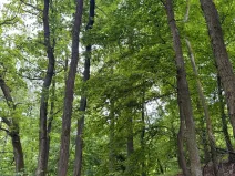 Prodej lesa, Heřmanice, 11566 m2