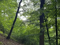 Prodej lesa, Heřmanice, 11566 m2