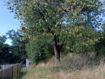 Prodej zahrady, Bojkovice, 1208 m2