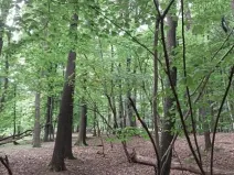 Prodej lesa, Hrubá Vrbka, 398 m2