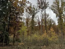 Prodej podílu pozemku, Dolní Lukavice, 43384 m2