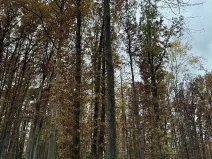 Prodej podílu pozemku, Dolní Lukavice, 43384 m2