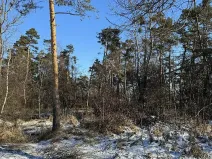 Prodej lesa, Sedlec, 1646 m2