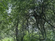 Prodej podílu pozemku, Suchdol, 9027 m2