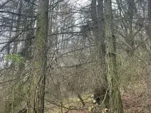 Prodej lesa, Městečko Trnávka, 4106 m2