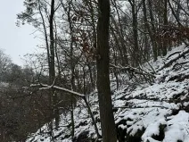 Prodej podílu lesa, Vysoká, 2782 m2