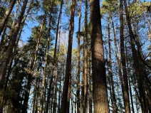 Prodej pozemku, Slabčice, 13278 m2