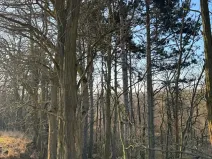 Prodej lesa, Mělnické Vtelno, 14092 m2