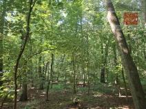 Prodej lesa, Přerov nad Labem, 7889 m2