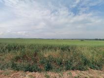 Prodej pole, Horušice, 11309 m2