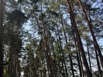 Prodej podílu lesa, Volenice, 3827 m2