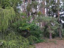 Prodej lesa, Nečín, 44533 m2