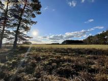 Prodej podílu lesa, Březovice, 36905 m2