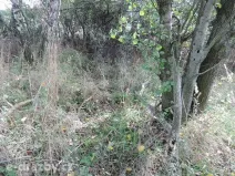 Dražba pozemku, Čisovice, 11062 m2