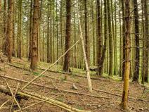 Prodej lesa, Lišany, 5889 m2