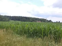 Dražba pole, Roudné, 8259 m2