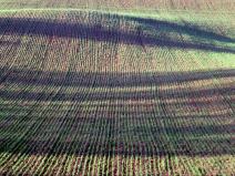 Prodej pole, Ždánice, 4722 m2