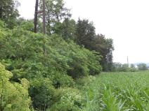 Dražba pozemku, Třebařov, 4992 m2