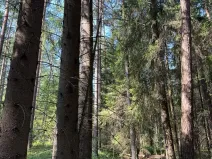 Prodej lesa, Mladošovice, 12064 m2