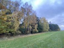 Prodej lesa, Srbice - Těšovice, 2923 m2