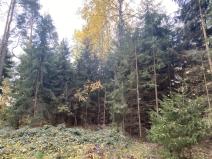 Prodej lesa, Srbice - Těšovice, 2923 m2