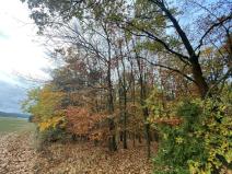 Prodej lesa, Srbice - Těšovice, 1109 m2