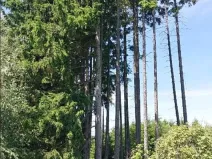 Prodej lesa, Žirovnice, 325 m2