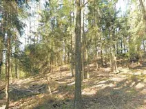 Prodej lesa, Havlíčkův Brod, 12933 m2