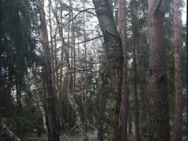 Prodej lesa, Kojčice, 1102 m2