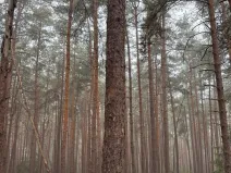 Prodej lesa, Zábrdí, 9676 m2