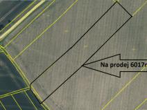 Prodej pole, Provodov-Šonov - Šonov u Nového Města nad Metují, 6017 m2