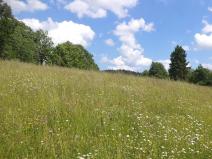 Dražba louky, Hnátnice, 1570 m2